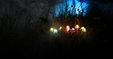 geceleri ormanda aydınlatıcı mantar yakın çekim görüntüleri