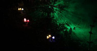 geceleri ormanda aydınlatıcı mantar yakın çekim görüntüleri