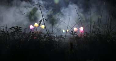 geceleri ormanda aydınlatıcı mantar yakın çekim görüntüleri