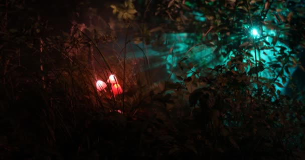 夜の森の中でキノコを照らすクローズアップ映像 — ストック動画