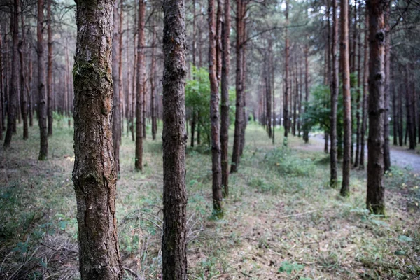 Corteza de pino de cerca. Hermoso bosque de pinos en verano . — Foto de Stock