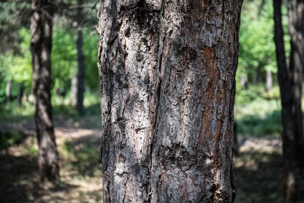 Bark of Pine Tree close up. Beautiful pine forest at summer time. — Stock Photo, Image