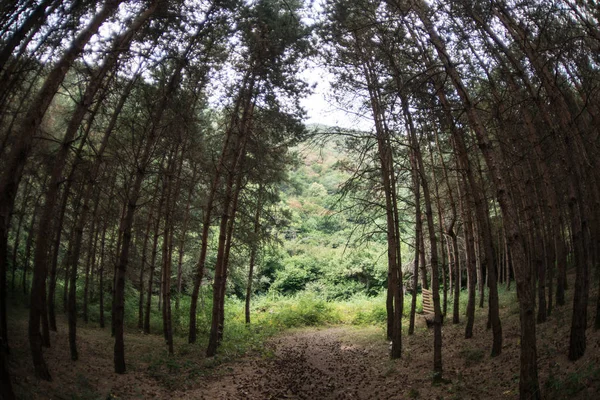 Bos landschap. Prachtige bosnatuur. Hoge oude pijnbomen. Zonnige dag in de zomer. — Stockfoto