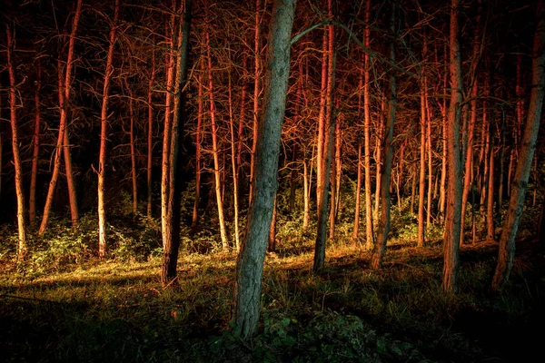Magiczne światła musujące w tajemniczym lesie w nocy. Las sosnowy z dziwne światło — Zdjęcie stockowe