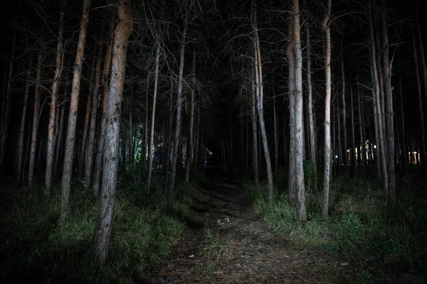 Luzes mágicas brilhando na floresta misteriosa à noite. Floresta de pinheiro com luz estranha — Fotografia de Stock