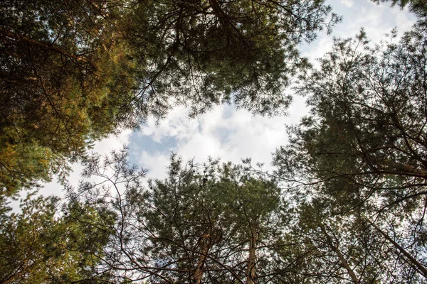 Waldlandschaft.Schöne Waldnatur. hohe alte Kiefern. Sommer sonniger Tag. — Stockfoto