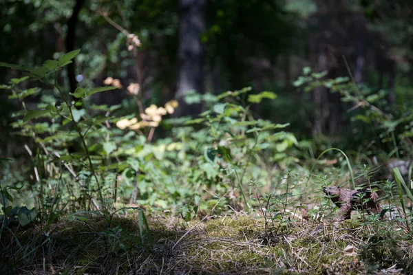 Brown bear walking in forest. Mini bear figure (or toy bear) at the park.