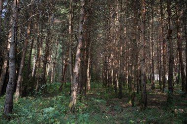 Orman manzarası. Güzel orman doğası. Uzun boylu çam ağaçları. Yaz güneşli gün.