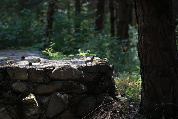 Um lobo uivante na floresta. Mini lobo figura de pé no chão da floresta . — Fotografia de Stock