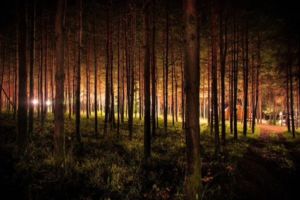 Luces mágicas brillando en el bosque misterioso por la noche. Bosque de pinos con luz extraña — Foto de Stock