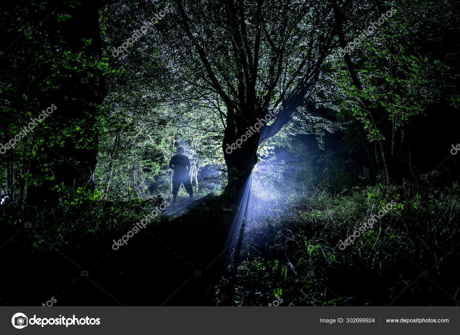 Magical Lights Sparkling In Mysterious Forest At Night Pine Forest With Strange Light Stock Photo Image By C Zeferli Gmail Com Magical Lights Sparkling In Mysterious Forest At Night Pine Forest With Strange Light Stock Photo Image By C Zeferli Gmail Com