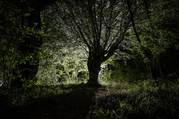 V noci se v tajemném lese třpytila Kouzelná světla. Borovicový les se zvláštním světlem. — Stock fotografie