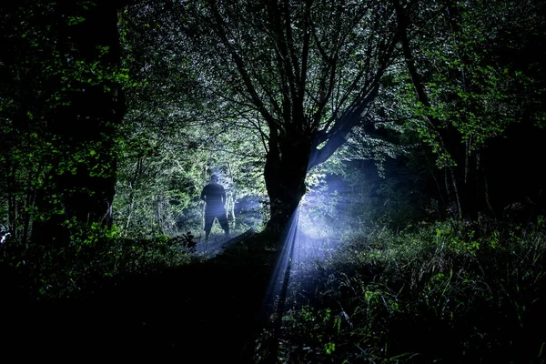 Magiczne światła musujące w tajemniczym lesie w nocy. Las sosnowy z dziwne światło. — Zdjęcie stockowe