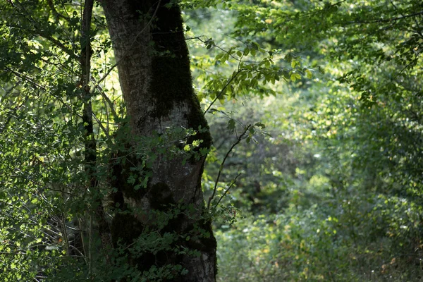 Leaves twigs green and yellow color beautiful background. Summer forest. Nature of Azerbaijan close up. — Stock Photo, Image