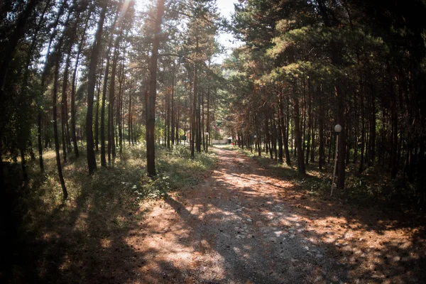 Krajobraz leśny. Piękna leśna natura. Wysokie stare sosny. Letni słoneczny dzień. — Zdjęcie stockowe