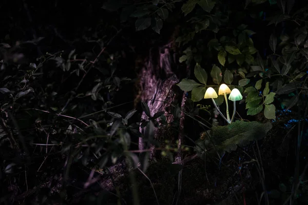 Fantasy incandescente funghi nel mistero foresta oscura primo piano. Bellissimo macro shot di fungo magico o tre anime perse nella foresta di avatar. Luci fatate su sfondo con nebbia — Foto Stock