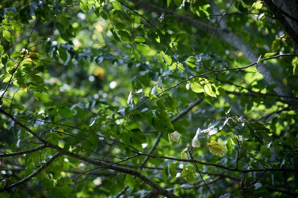 Leaves twigs green and yellow color beautiful background. Summer forest. Nature of Azerbaijan close up. — Stock Photo, Image