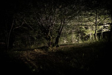 geceleri gizemli ormanda parlayan büyülü ışıklar. Garip ışık ile Çam ormanı.