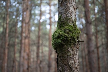 Çam Ağacı'nın Kabuğu yakın. Yaz aylarında güzel çam ormanı.