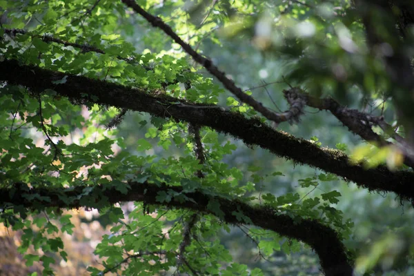 Leaves twigs green and yellow color beautiful background. Summer forest. Nature of Azerbaijan close up. — Stock Photo, Image