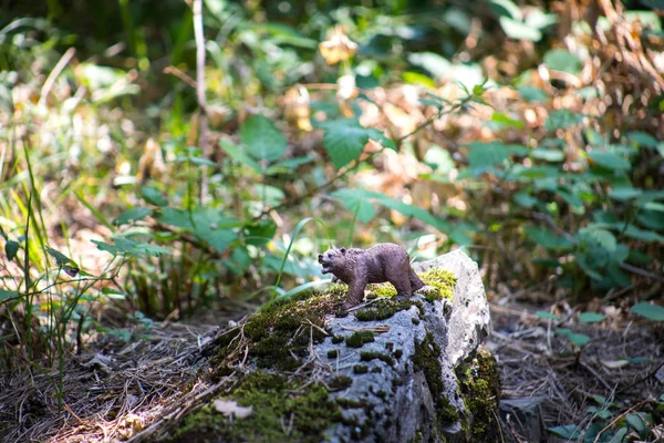 Ours brun marchant dans la forêt. Mini-ours (ou ours jouet) dans le parc . — Photo