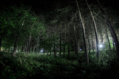 geceleri gizemli ormanda parlayan büyülü ışıklar. Garip ışık ile Çam ormanı