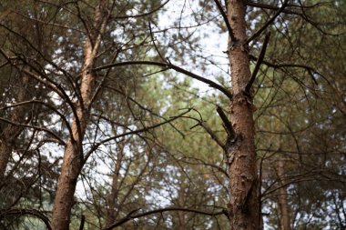 Çam Ağacı'nın Kabuğu yakın. Yaz aylarında güzel çam ormanı.
