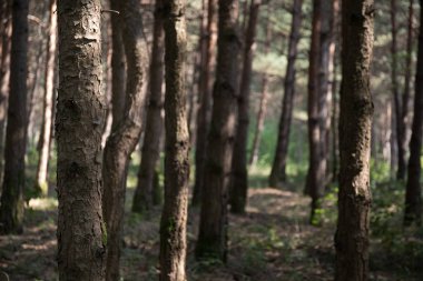 Çam Ağacı'nın Kabuğu yakın. Yaz aylarında güzel çam ormanı.