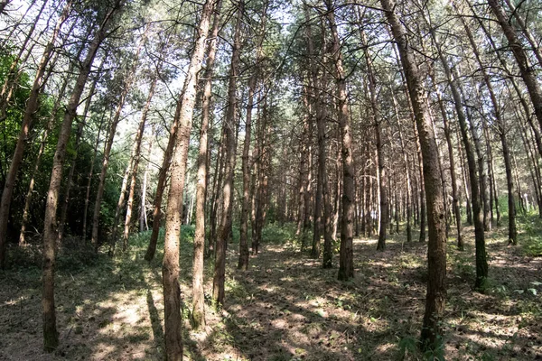 Bark of Pine Tree close up. Beautiful pine forest at summer time. — Stock Photo, Image