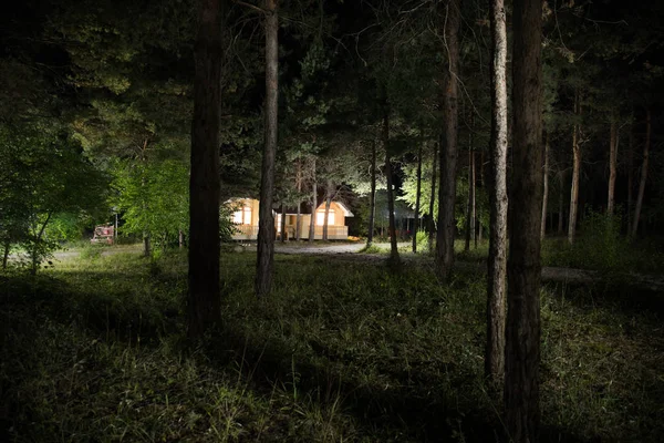 В таинственном лесу ночью сверкают волшебные огни. Сосновый лес со странным светом — стоковое фото