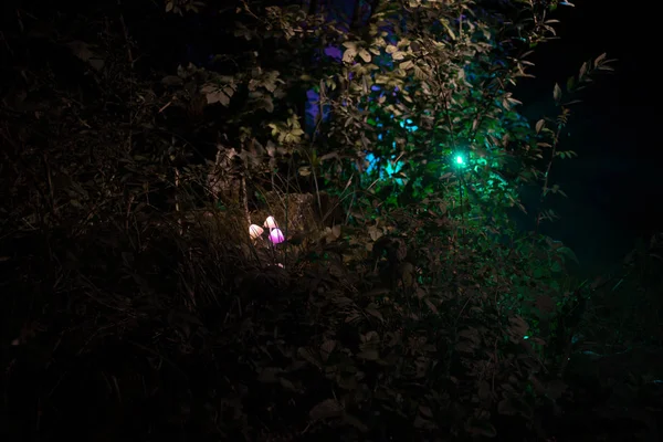Фантазія світяться гриби в загадковому темному лісі крупним планом. Прекрасний макрознімок магічного гриба або трьох душ, загублених в аватарі. Казкове світло на фоні з туманом — стокове фото