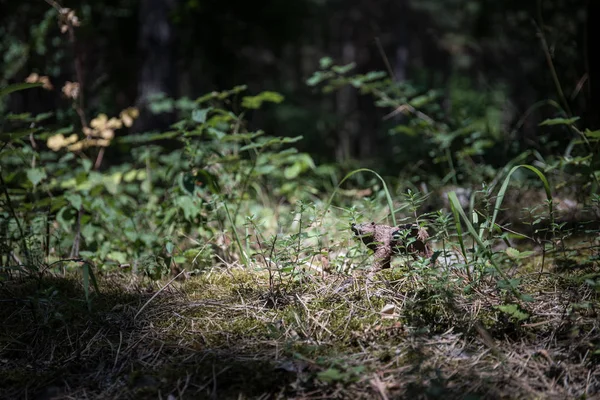Ours brun marchant dans la forêt. Mini-ours (ou ours jouet) dans le parc . — Photo