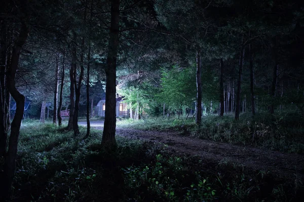 Luzes mágicas brilhando na floresta misteriosa à noite. Floresta de pinheiro com luz estranha — Fotografia de Stock