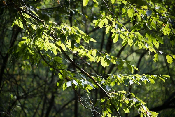 Bladeren twijgen groene en gele kleur mooie achtergrond. Zomer bos. Aard van Azerbeidzjan close-up. — Stockfoto
