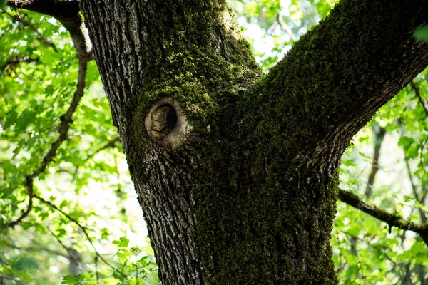 Blätter Zweige grüne und gelbe Farbe schönen Hintergrund. Sommerwald. Natur von Azerbaijan aus nächster Nähe. — Stockfoto