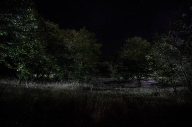 geceleri gizemli ormanda parlayan büyülü ışıklar. Garip ışık ile Çam ormanı.
