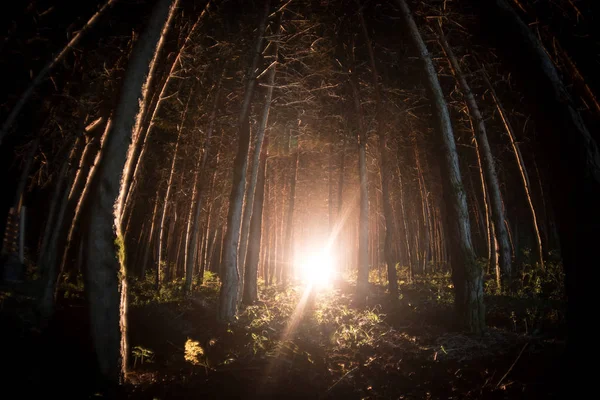Magiczne światła musujące w tajemniczym lesie w nocy. Las sosnowy z dziwne światło — Zdjęcie stockowe