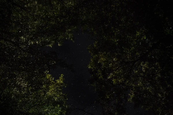 Magiska ljus gnistrande i mystiska skogen på natten. Tallskog med konstigt ljus. — Stockfoto