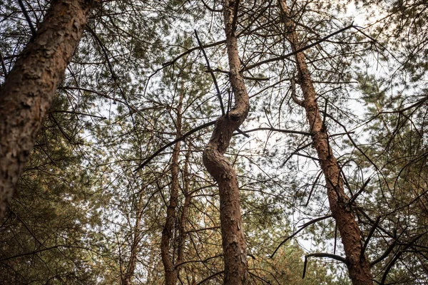 Corteza de pino de cerca. Hermoso bosque de pinos en verano . — Foto de Stock