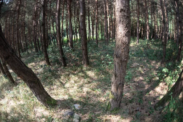 Corteccia di pino da vicino. Bella pineta durante l'estate . — Foto Stock