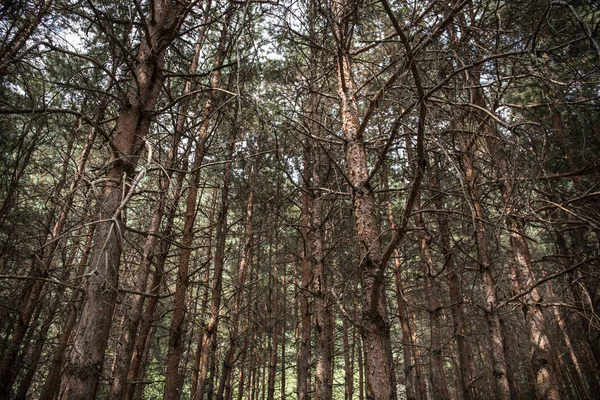 Corteccia di pino da vicino. Bella pineta durante l'estate . — Foto Stock