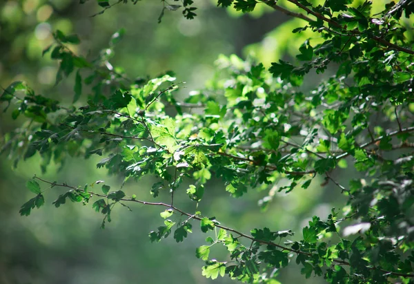 Bladeren twijgen groene en gele kleur mooie achtergrond. Zomer bos. Aard van Azerbeidzjan close-up. — Stockfoto