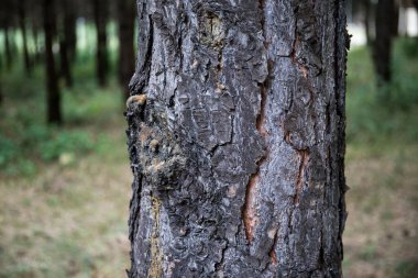 Çam Ağacı'nın Kabuğu yakın. Yaz aylarında güzel çam ormanı.