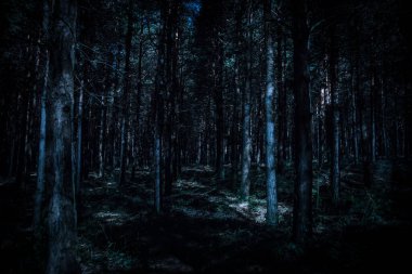 Geceleri gizemli çam ormanlarında parlayan sihirli ışıklar.