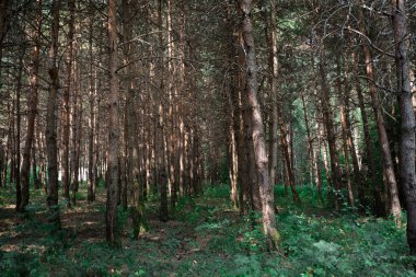 Orman manzarası. Güzel orman doğası. Uzun boylu çam ağaçları. Yaz güneşli gün.