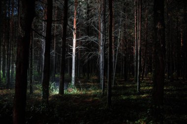 Geceleri gizemli çam ormanlarında parlayan sihirli ışıklar.