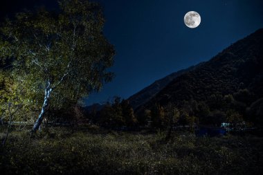 Dolunay gecesi ormanda yol. Koyu mavi gökyüzü ve ay manzarası.