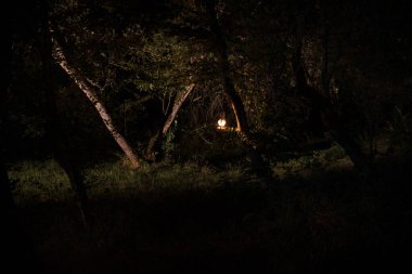 Korku Cadılar Bayramı konsepti. Geceleri ormanda eski yağ lambası yakmak. Kabus sahnesinin gece manzarası.
