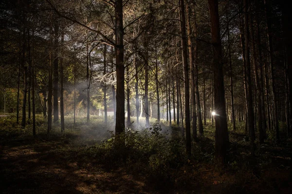 Magische Lichter funkeln in geheimnisvollen Kiefernwald in der Nacht. — Stockfoto