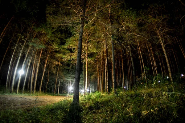 Magische Lichter funkeln in geheimnisvollen Wald in der Nacht. Kiefernwald mit seltsamem Licht — Stockfoto